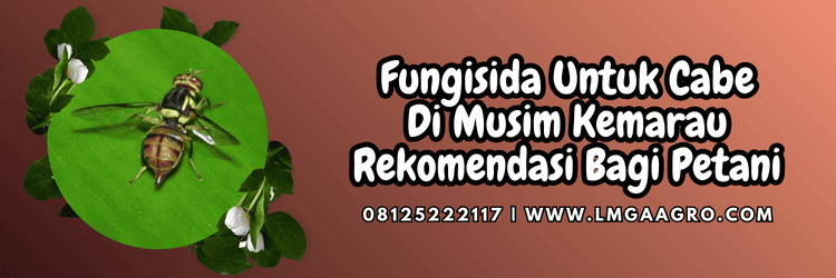fungisida untuk cabe di musim kemarau,fungisida,cabe,musim,kemarau,lmga agro