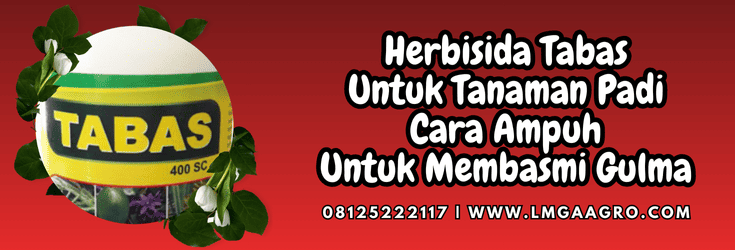herbisida tabas untuk tanaman padi,herbisida,tabas,tanaman,padi,lmga agro