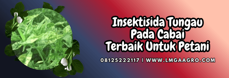 insektisida tungau pada cabai,insektisida,tungau,cabai,lmga agro