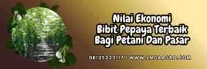 nilai,ekonomi,budidaya,budidaya pepaya,lmga agro