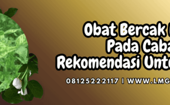 obat bercak daun pada cabai,obat,bercak,daun,lmga agro