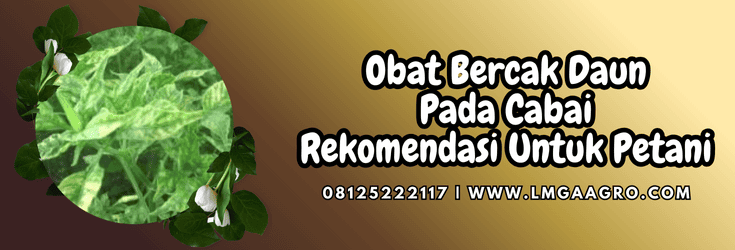 obat bercak daun pada cabai,obat,bercak,daun,lmga agro