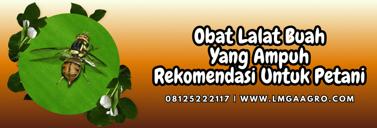 obat lalat buah yang ampuh,obat,lalat,buah,lmga agro