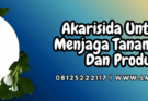akarisida untuk cabe,akarisida,cabe,cabai,lmga agro