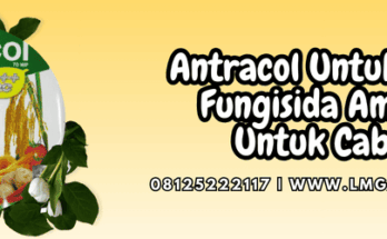 antracol untuk cabe,antracol,cabe,antracol 70 wp,lmga agro