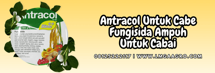 antracol untuk cabe,antracol,cabe,antracol 70 wp,lmga agro