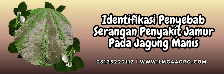 identifikasi,penyakit,patogen,jamur,cendawan,lmga agro