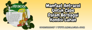 manfaat,penggunaan,pengaplikasian,pertanian,petani,penyakit,jamur,lmga agro