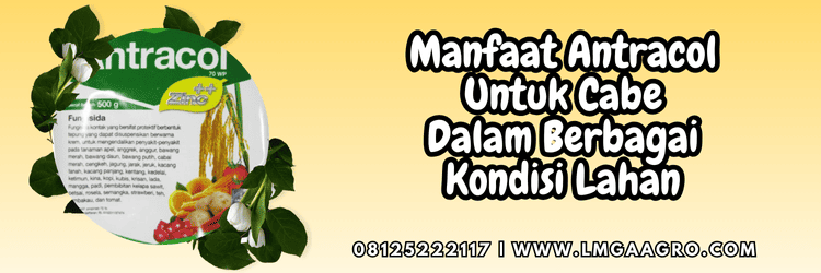 manfaat,penggunaan,pengaplikasian,pertanian,petani,penyakit,jamur,lmga agro