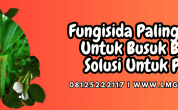 fungisida paling ampuh untuk busuk batang,fungisida,penyakit,busuk batang,lmga agro