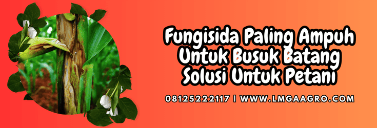 fungisida paling ampuh untuk busuk batang,fungisida,penyakit,busuk batang,lmga agro