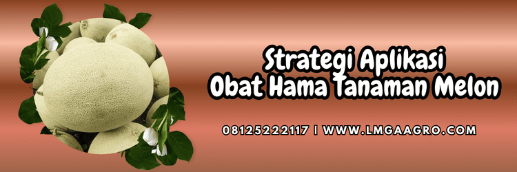 strategi,aplikasi,produk,tanaman melon,budidaya,lmga agro