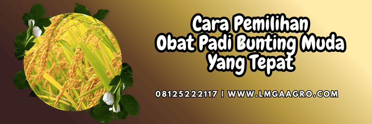 cara,budidaya,tanaman,tanaman padi,petani,lmga agro