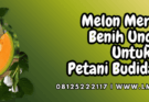 melon,merlin,f1,melon merlin,merlin f1,lmga agro