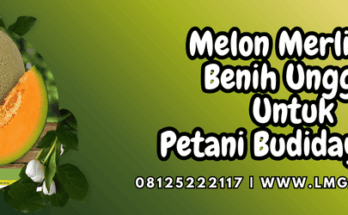 melon,merlin,f1,melon merlin,merlin f1,lmga agro