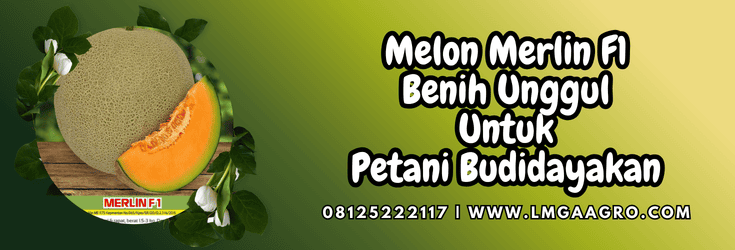 melon,merlin,f1,melon merlin,merlin f1,lmga agro