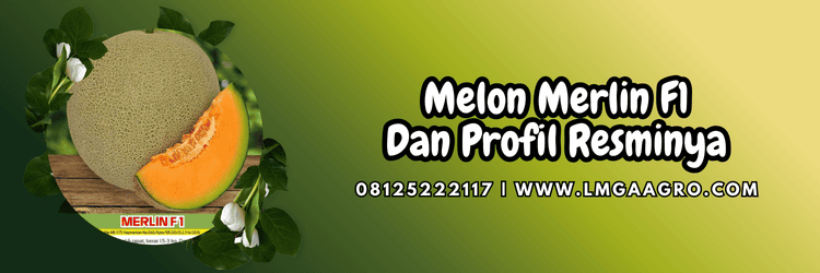 bibit,bibit melon,bintang asia,merlin f1 bintang asia,lmga agro