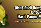 obat padi bunting muda,obat,padi,bunting,muda,lmga agro