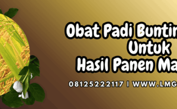 obat padi bunting muda,obat,padi,bunting,muda,lmga agro