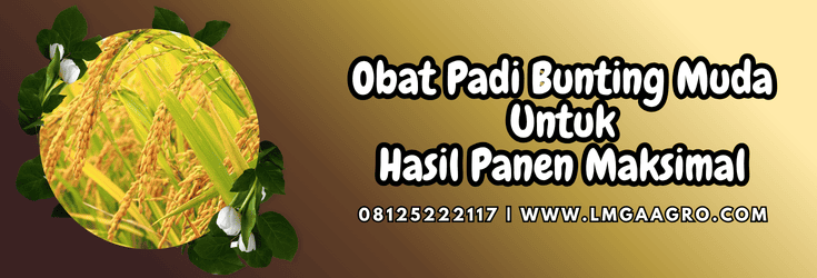 obat padi bunting muda,obat,padi,bunting,muda,lmga agro