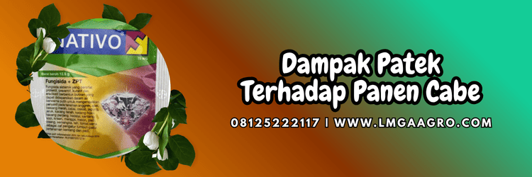 dampak,penyakit,antraknosa,cabai,lmga agro