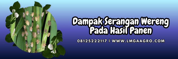 dampak,serangan,budidaya,tanaman,lmga agro