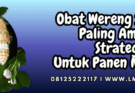 obat wereng sistemik paling ampuh,obat,wereng,sistemik,lmga agro