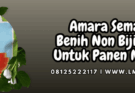 amara semangka,amara,semangka,benih,semangka non biji,lmga agro