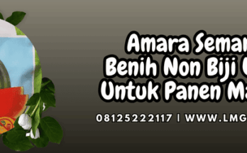 amara semangka,amara,semangka,benih,semangka non biji,lmga agro