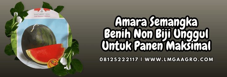 amara semangka,amara,semangka,benih,semangka non biji,lmga agro