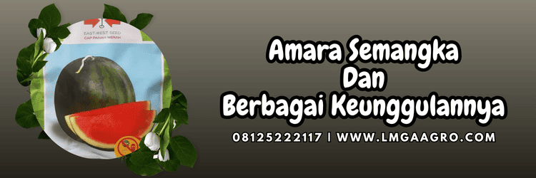 semangka amara,cap panah merah,panah merah,amara f1,lmga agro