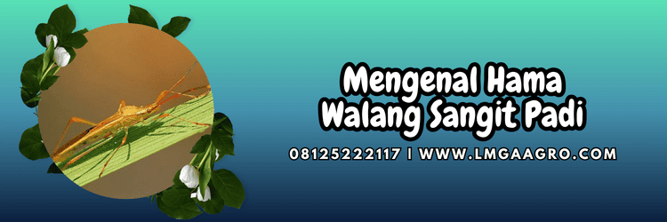 hama,serangga,hama serangga,hama walang sangit,lmga agro