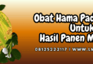 obat hama padi,obat,hama,padi,lmga agro