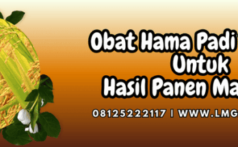 obat hama padi,obat,hama,padi,lmga agro