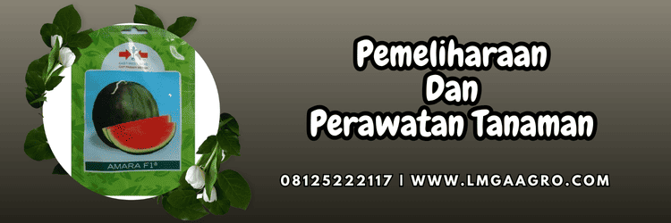 pemeliharaan,perawatan,budidaya,tanaman,lmga agro
