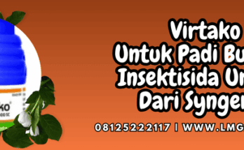 virtako untuk padi bunting,virtako,virtako 500 sc,padi,bunting,lmga agro