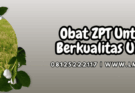 obat zpt untuk padi,obat,zpt,padi,lmga agro
