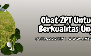 obat zpt untuk padi,obat,zpt,padi,lmga agro