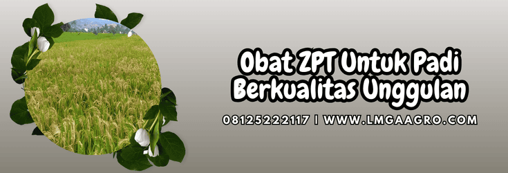 obat zpt untuk padi,obat,zpt,padi,lmga agro