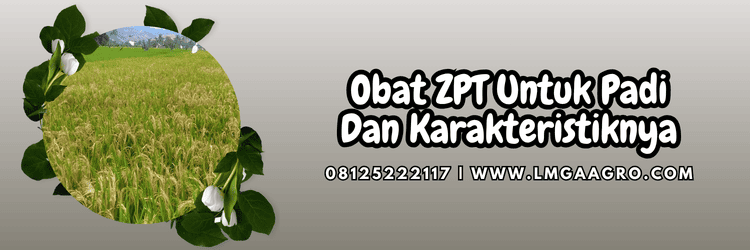 obat zpt,tanaman,tanaman padi,budidaya padi,lmga agro