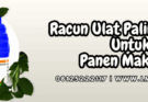 racun ulat paling ampuh,racun,ulat,insektisida,lmga agro