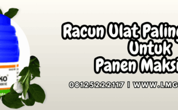 racun ulat paling ampuh,racun,ulat,insektisida,lmga agro