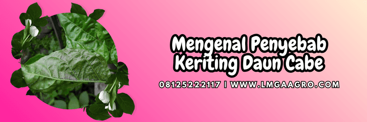 penyakit,penyakit keriting,keriting cabe,cabai,lmga agro