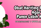 obat keriting pada cabe,obat,keriting,cabe,lmga agro