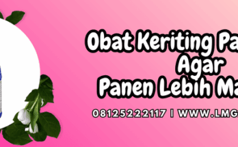 obat keriting pada cabe,obat,keriting,cabe,lmga agro