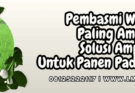 pembasmi wereng paling ampuh,hama,wereng,pestisida,lmga agro
