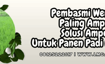 pembasmi wereng paling ampuh,hama,wereng,pestisida,lmga agro