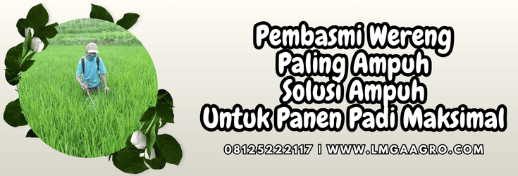 pembasmi wereng paling ampuh,hama,wereng,pestisida,lmga agro