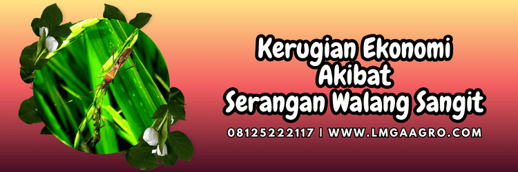 kerugian,ekonomi,finansial,budidaya,lmga agro