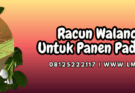 pestisida jenis insektisida,insektisida,hama,hama walang sangit,lmga agro
